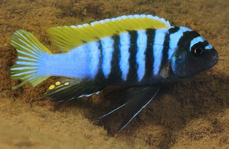 Cynotilapia zebroides 'Jalo Reef'
